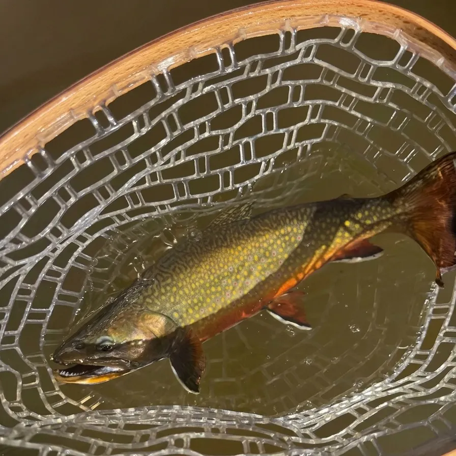 Brook trout caught on Fishbrain