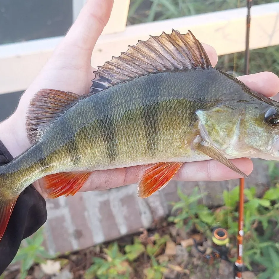 European perch caught on Fishbrain