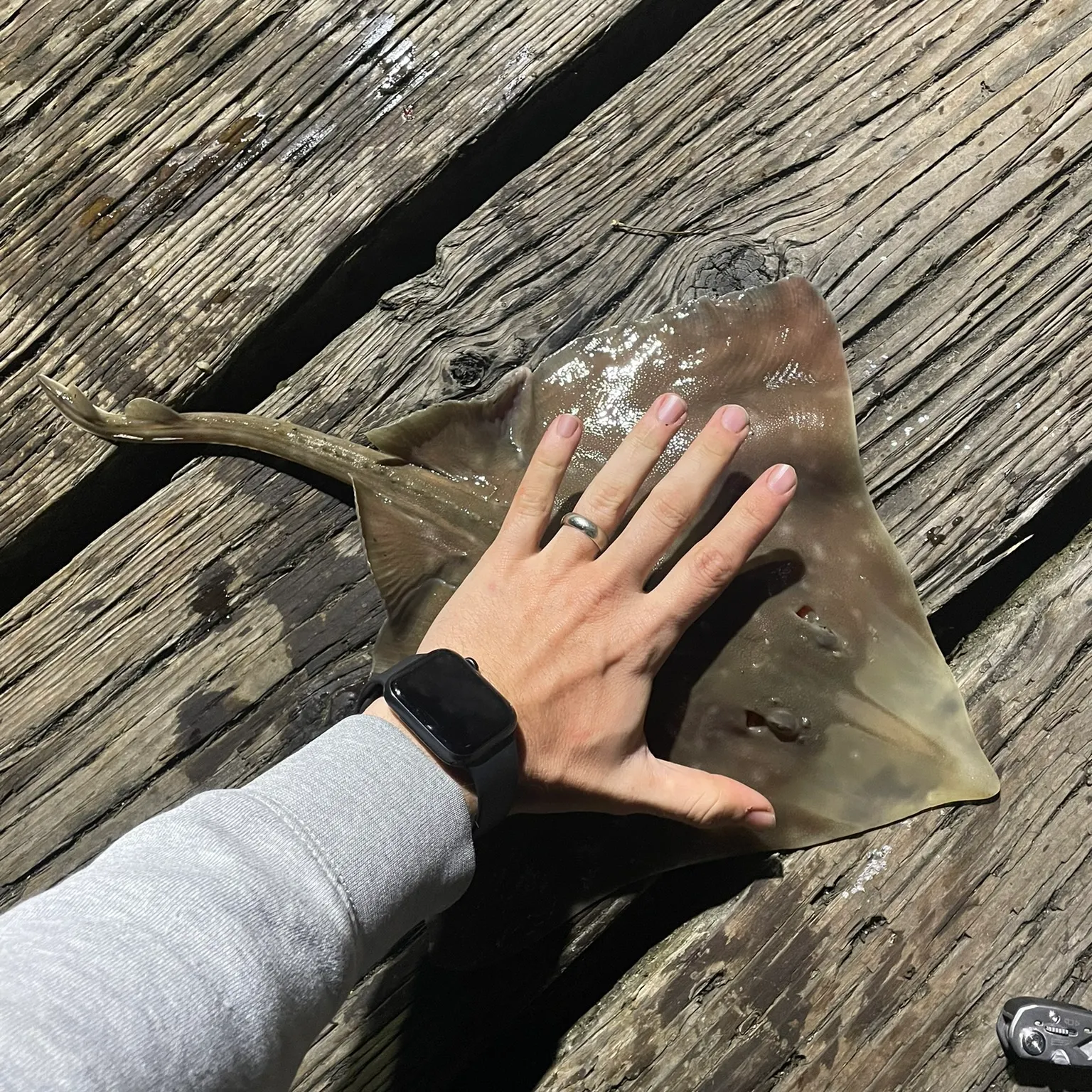 The most recent Big skate catches on Fishbrain