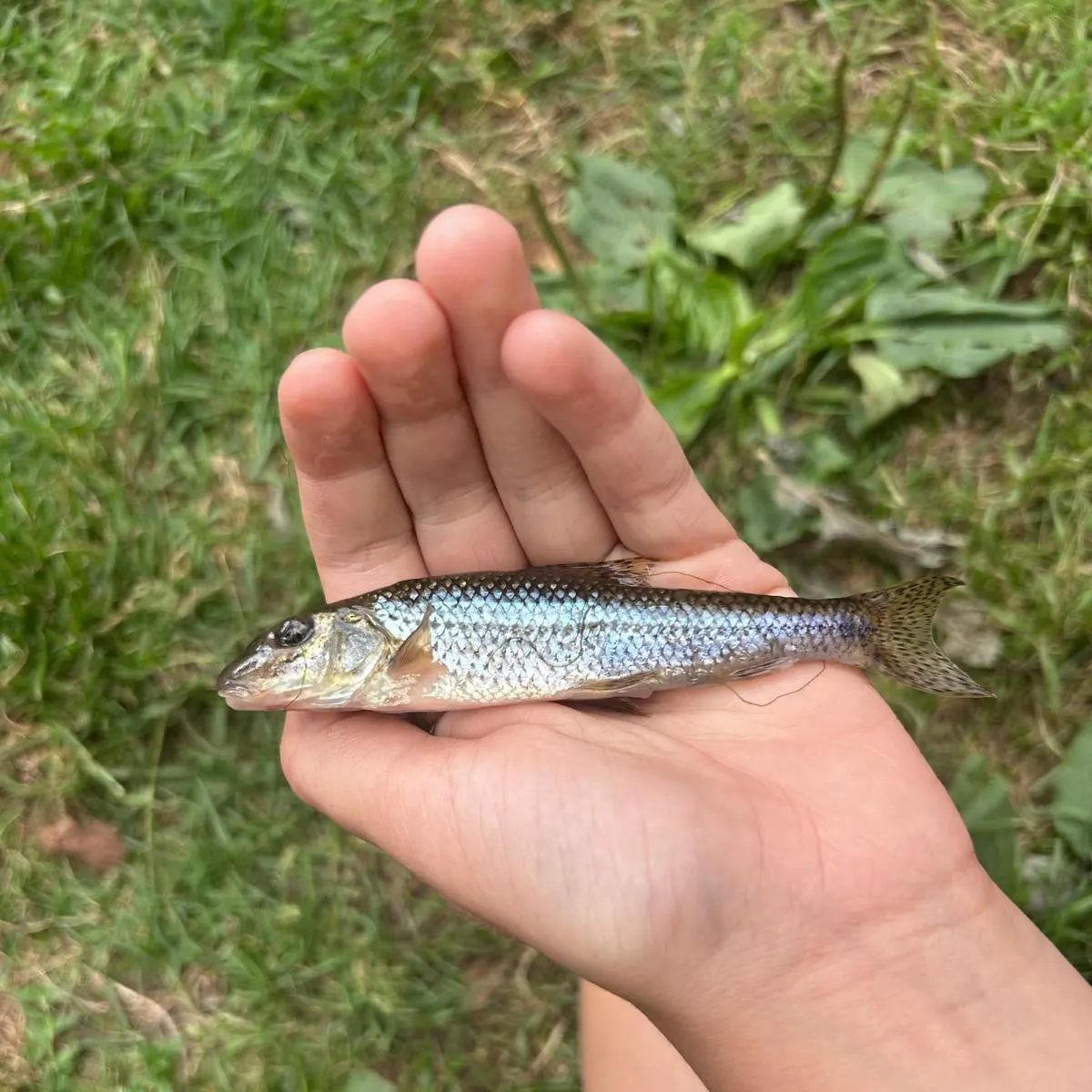 The most recent Gudgeon catches on Fishbrain