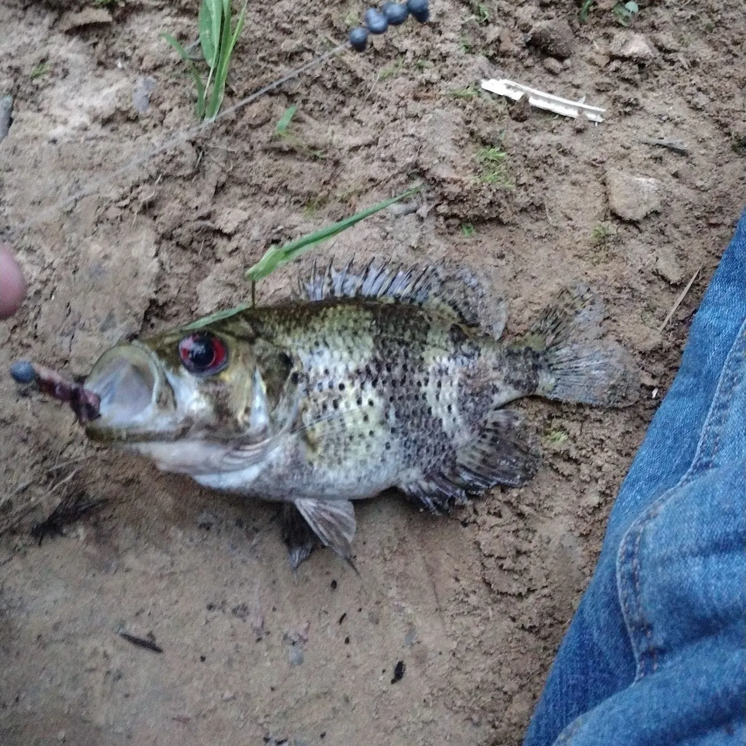 The most recent Rock bass catches on Fishbrain