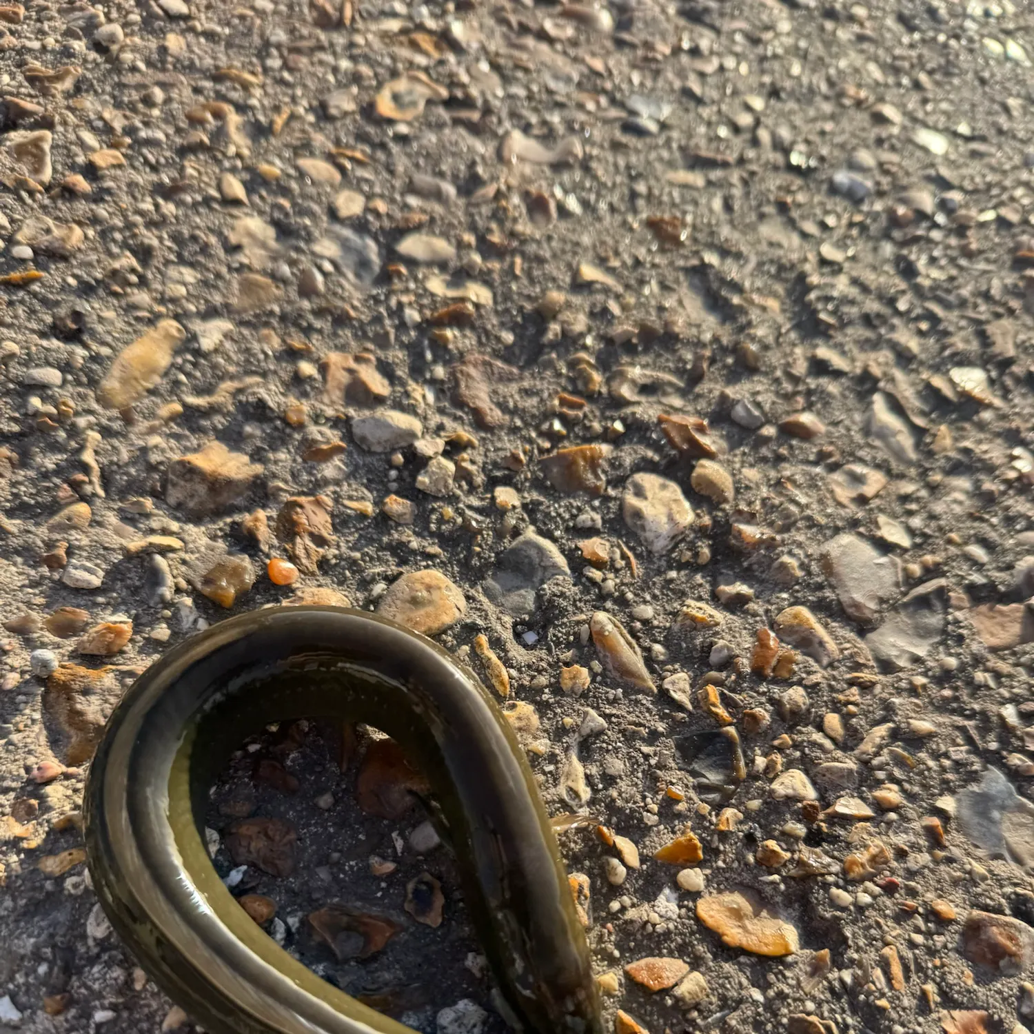 European eel caught on Fishbrain