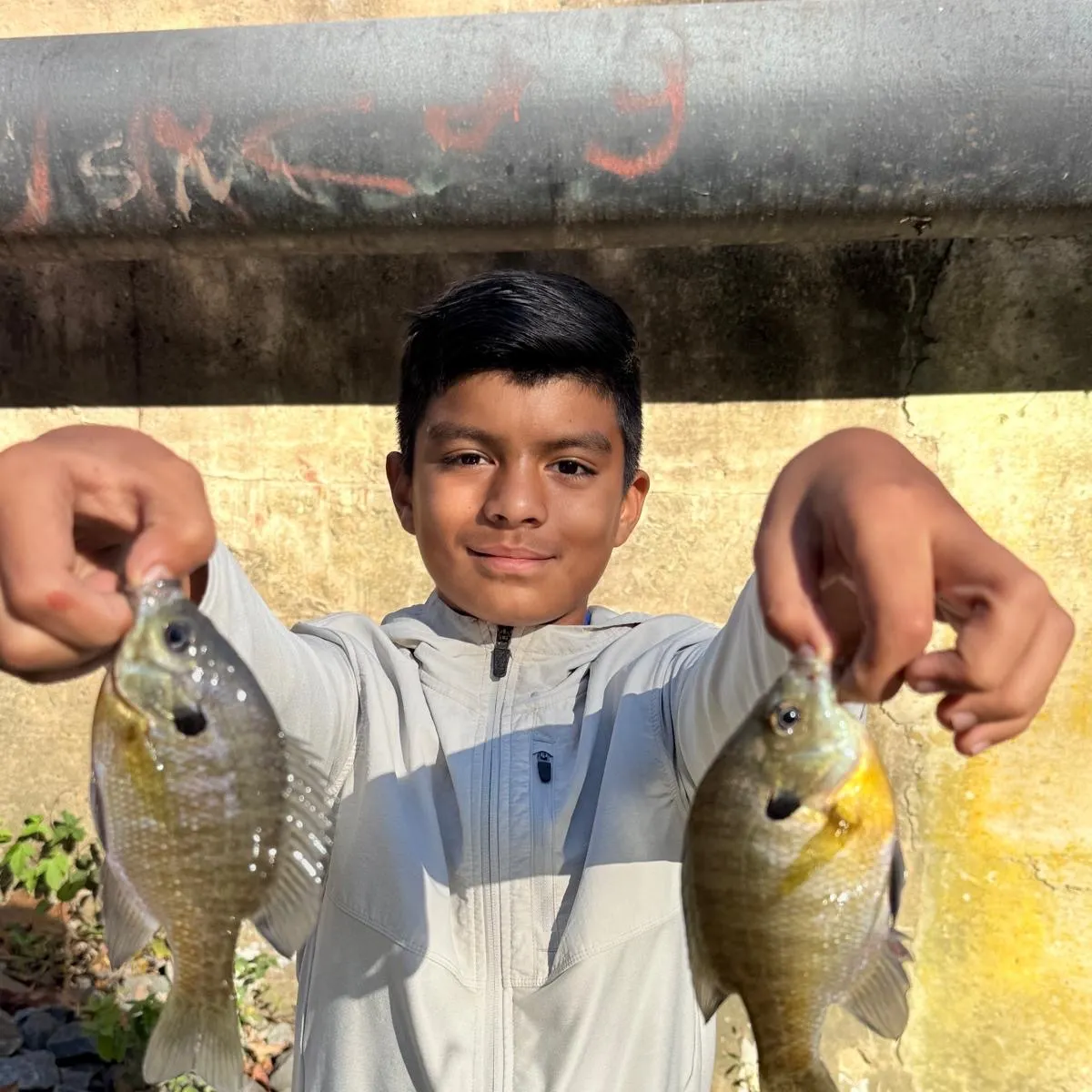 Bluegill caught on Fishbrain