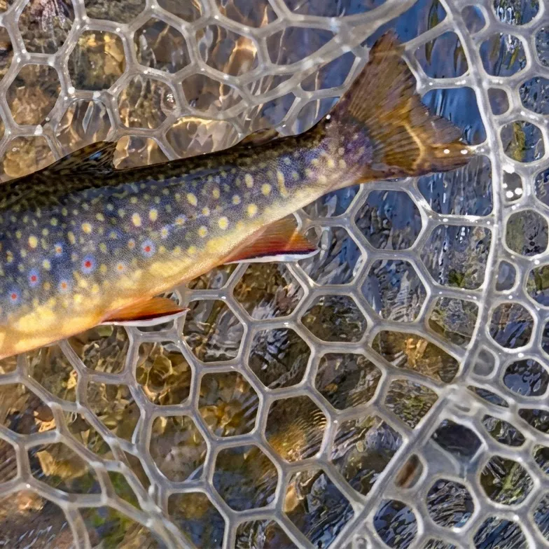 Brook trout caught on Fishbrain