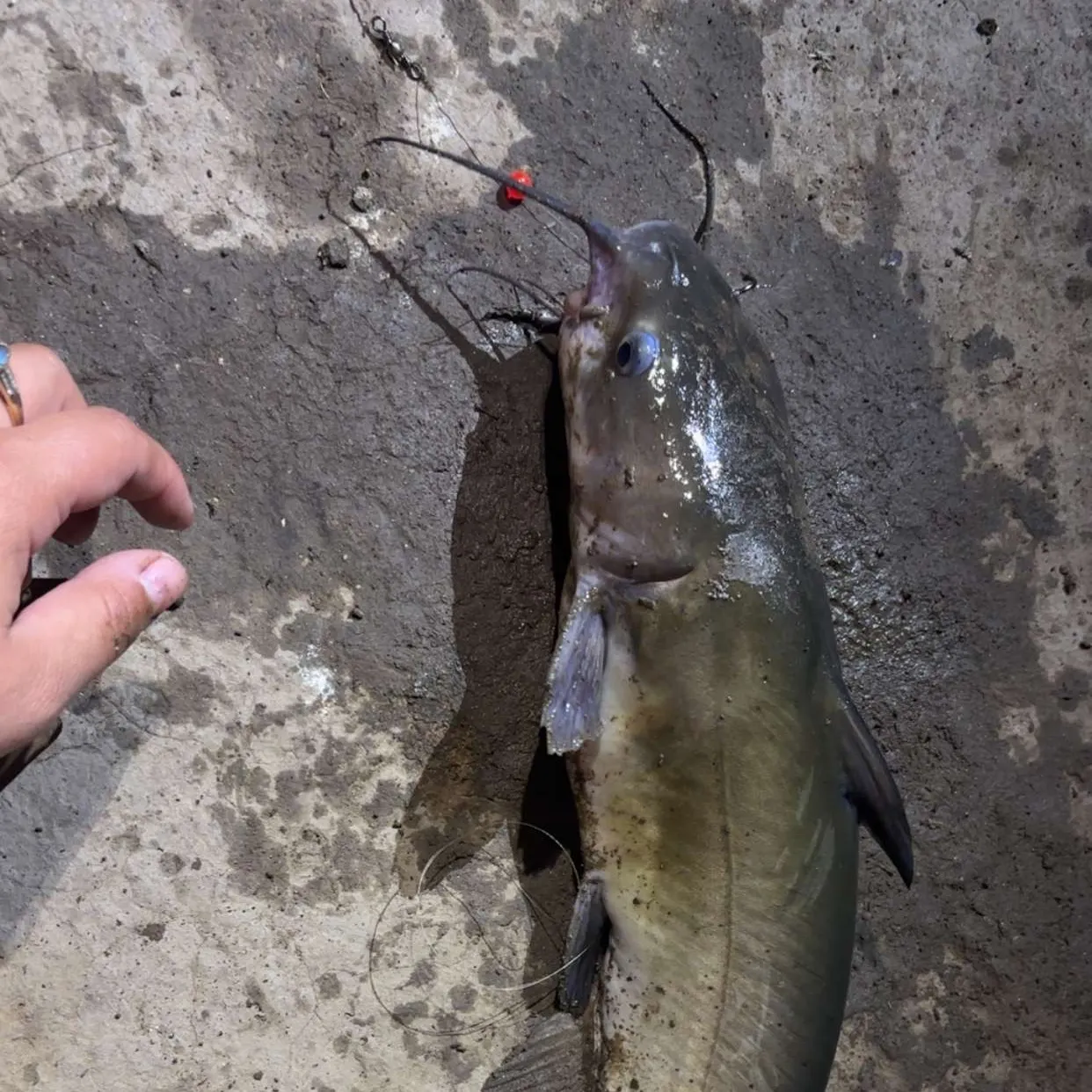 catch
