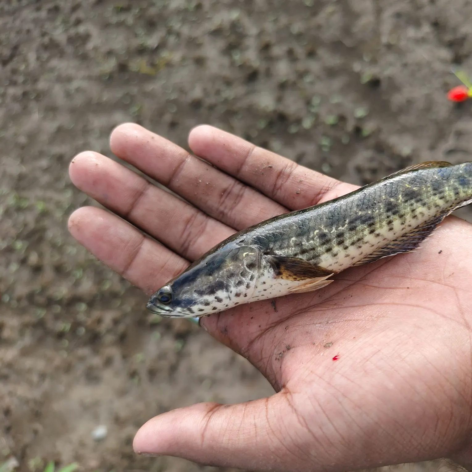 The most recent Striped snakehead catches on Fishbrain