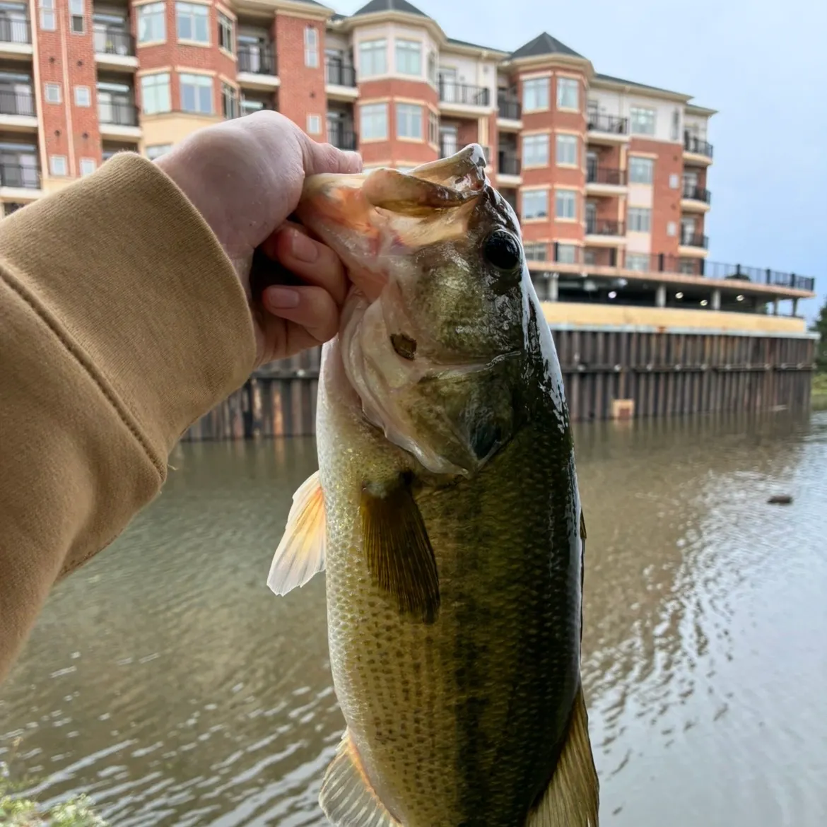 Largemouth bass caught on Fishbrain