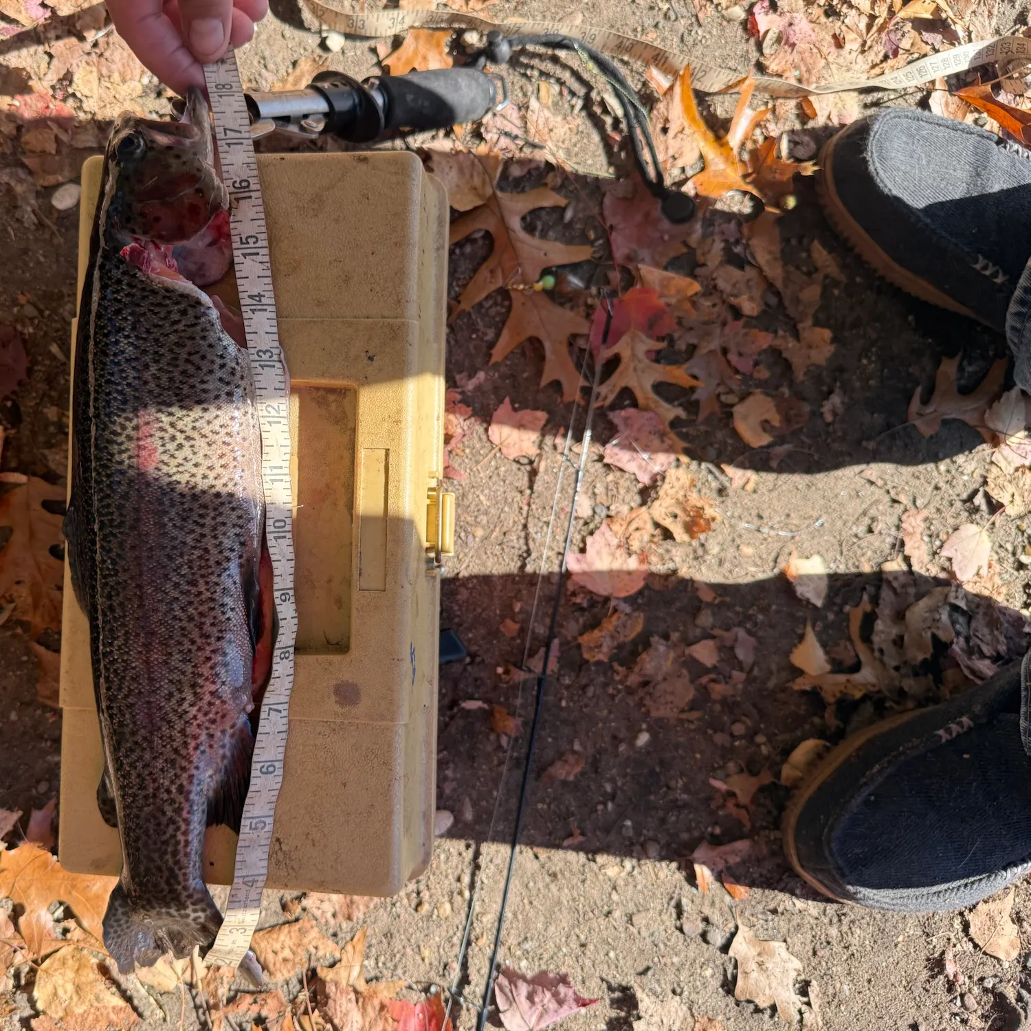 Rainbow trout caught on Fishbrain