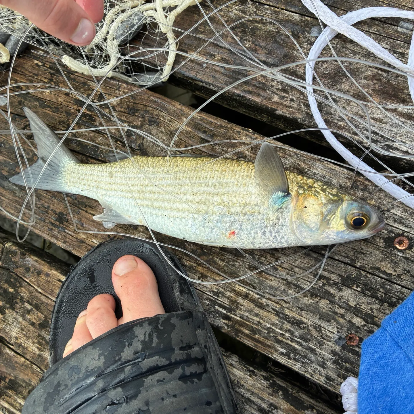 The most recent Striped mullet catches on Fishbrain