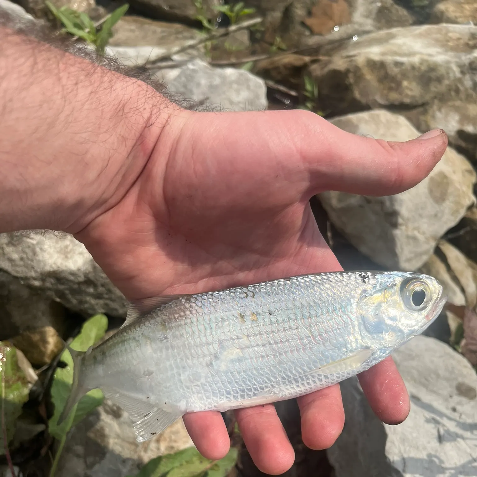 most liked catch image