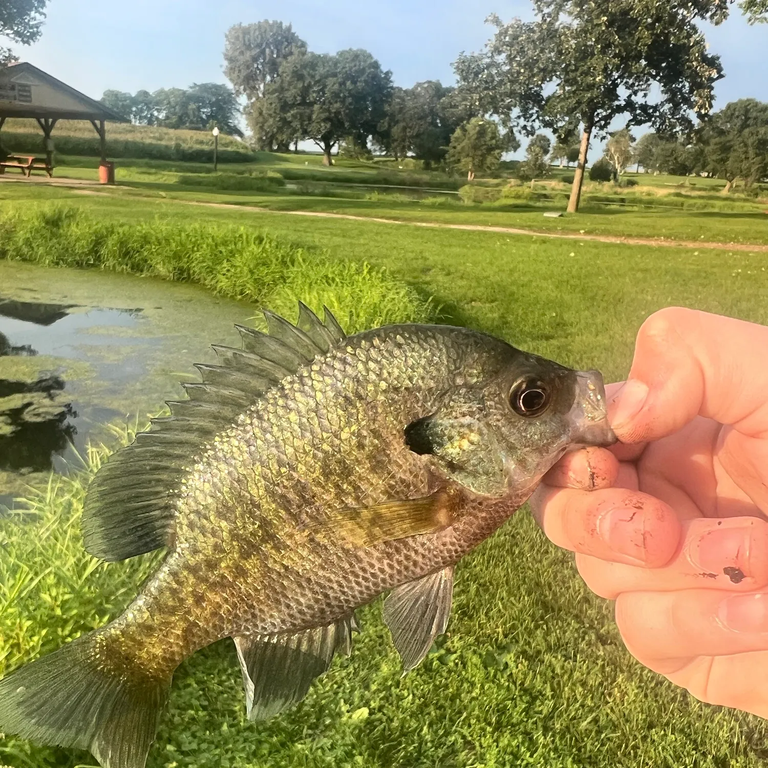 Green sunfish caught on Fishbrain