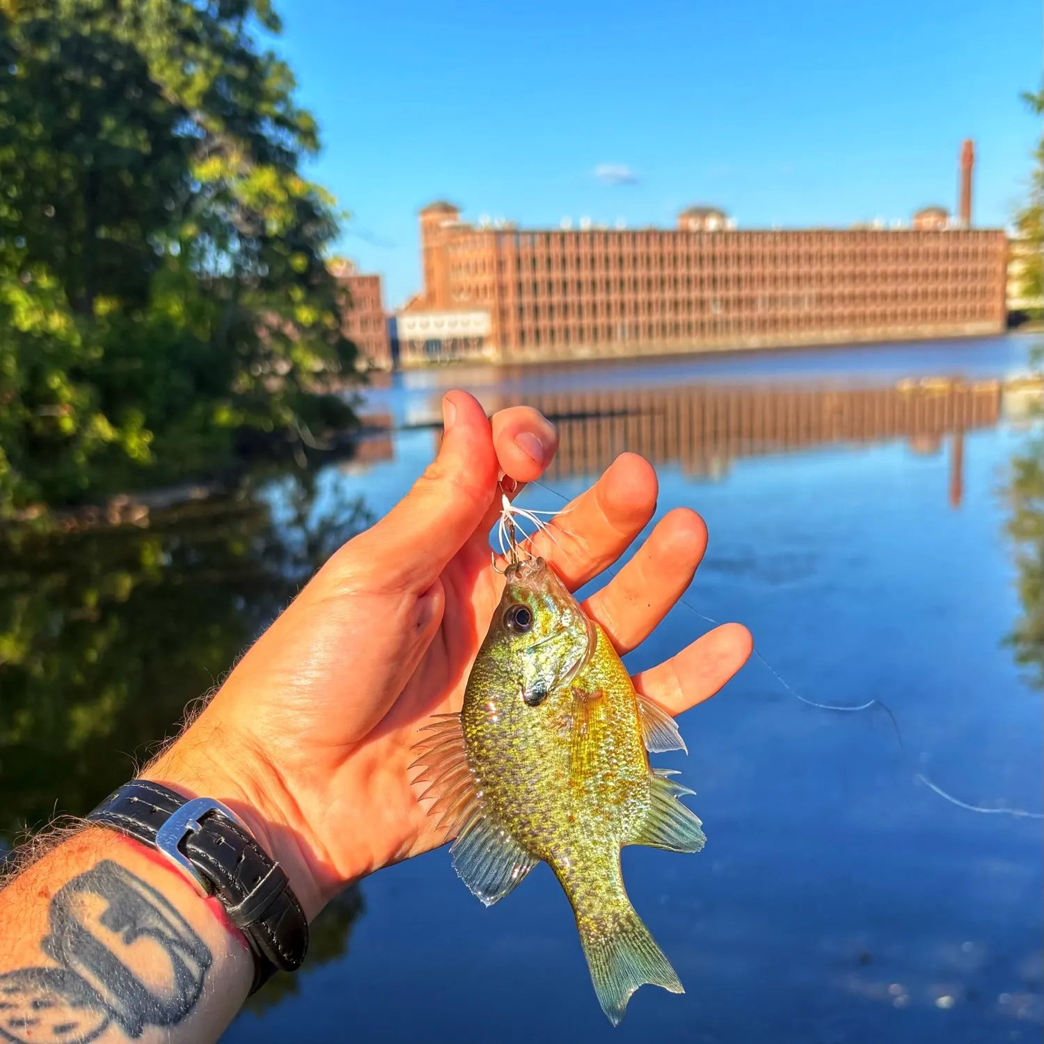 Pumpkinseed caught on Fishbrain
