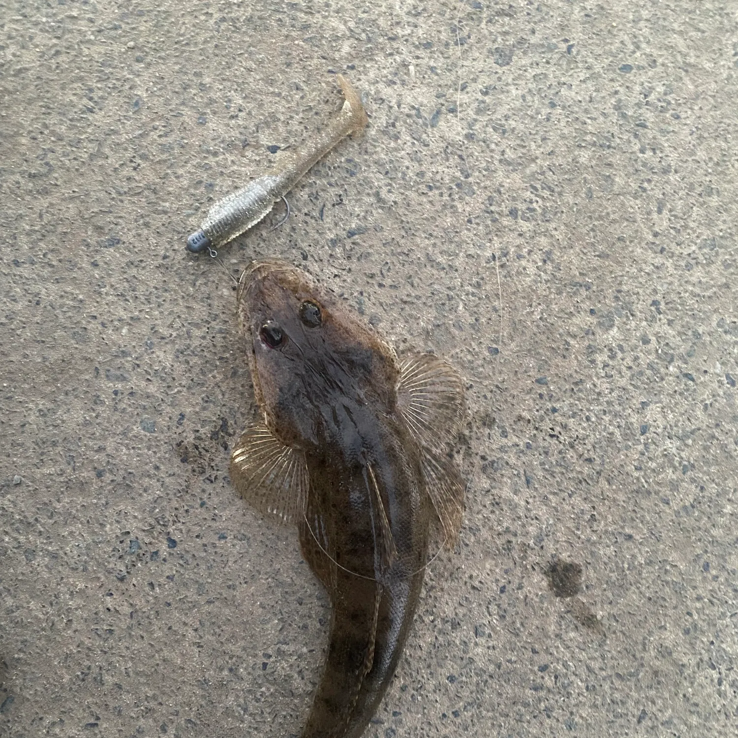 Dusky flathead caught on Fishbrain