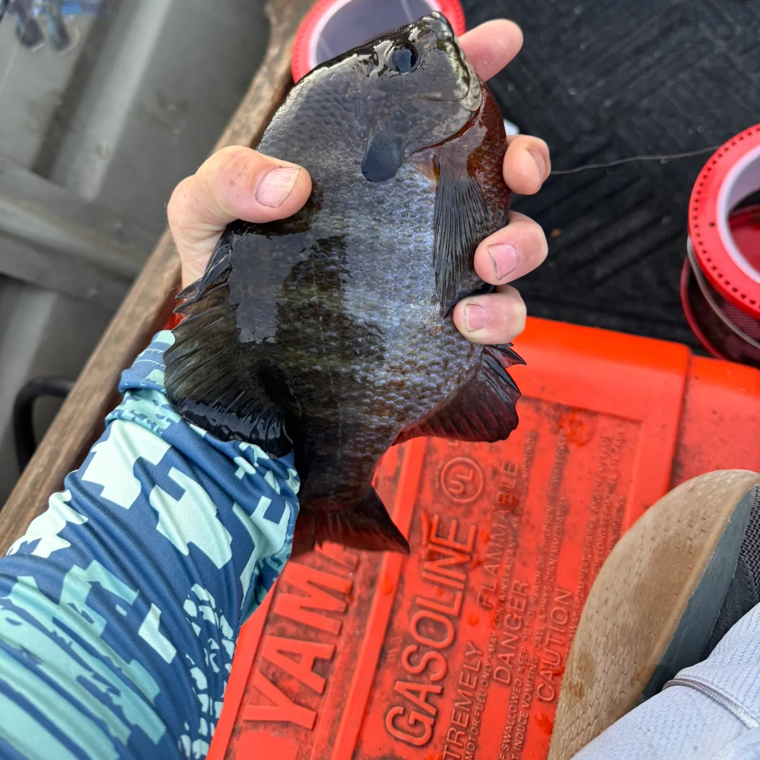 recently logged catches