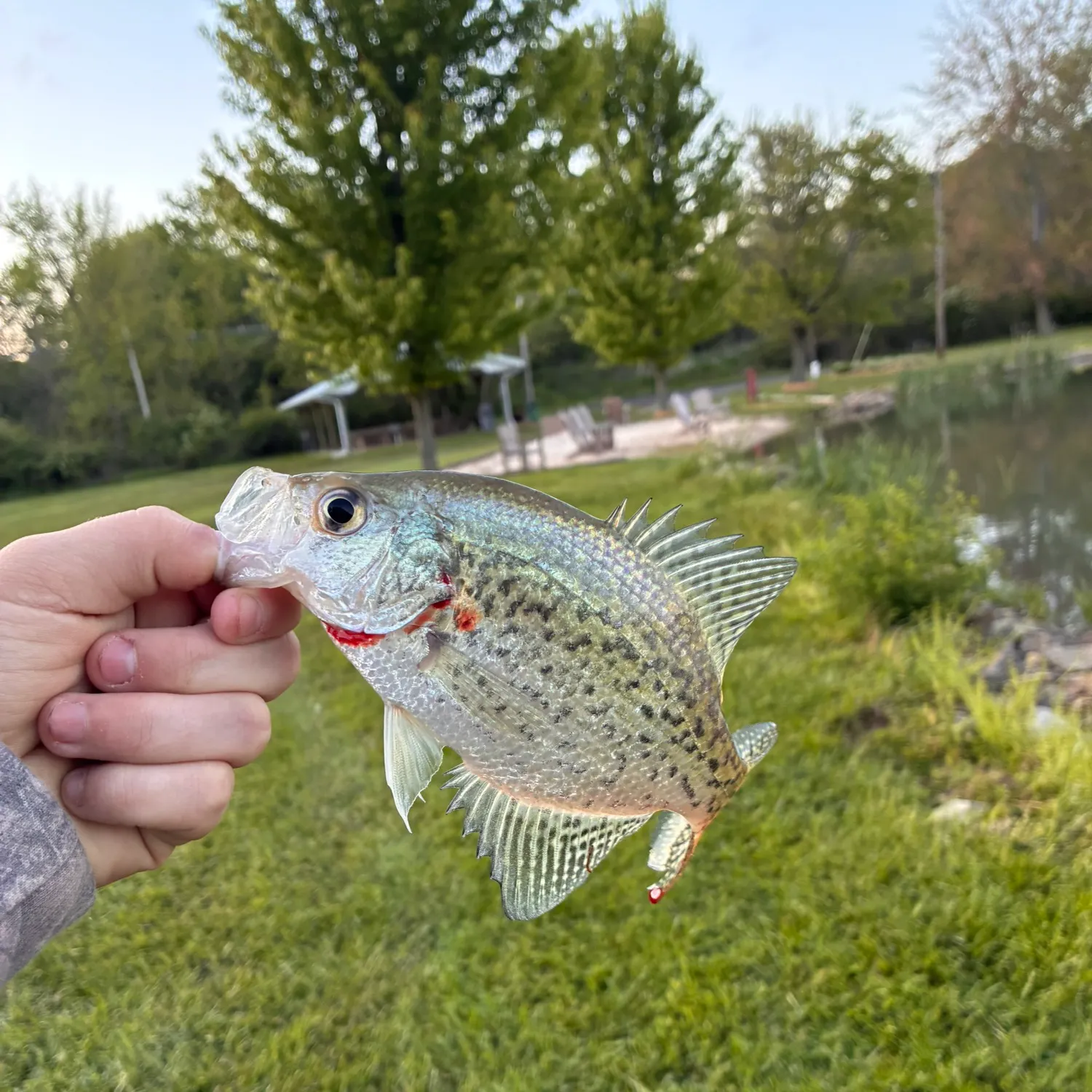 The most recent Black crappie catches on Fishbrain