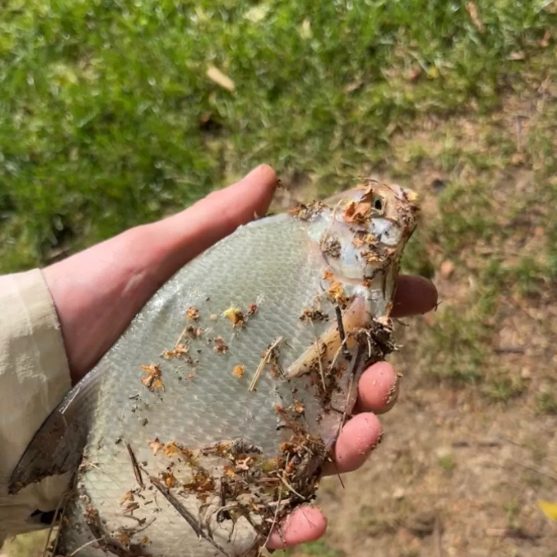 The most recent White bream catches on Fishbrain