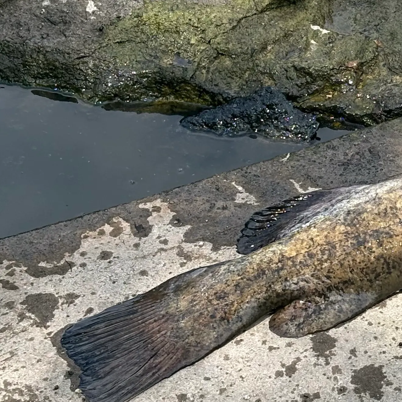 Flathead catfish caught on Fishbrain