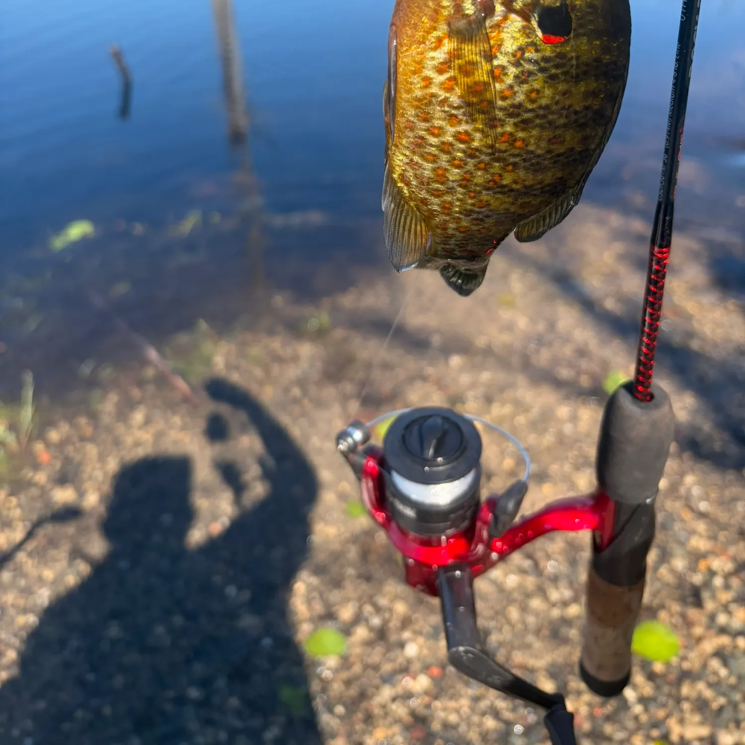 Pumpkinseed caught on Fishbrain