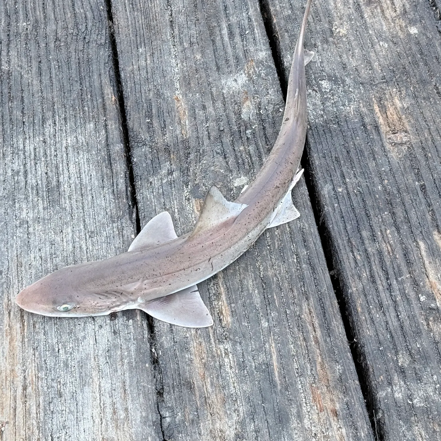 Grey smooth-hound caught on Fishbrain