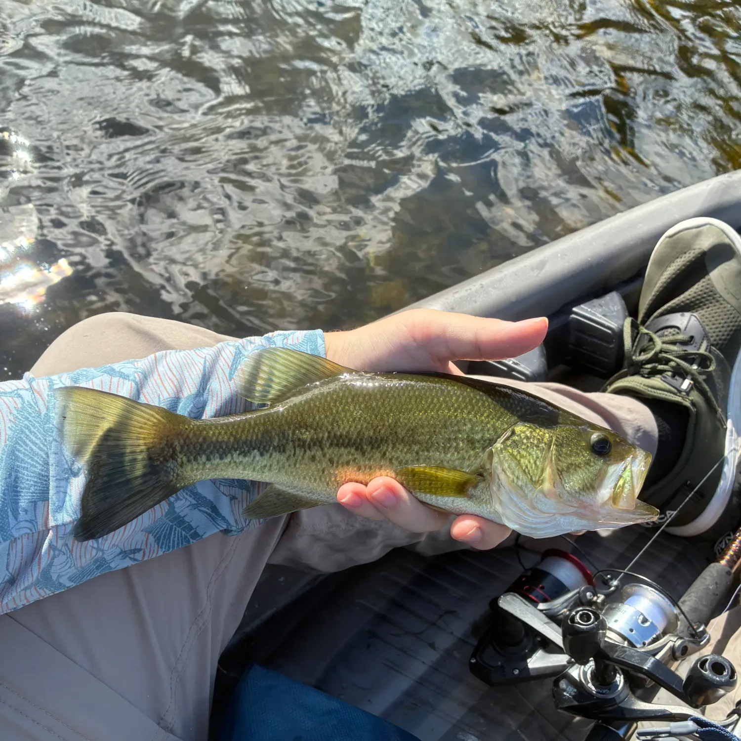 Largemouth bass caught on Fishbrain