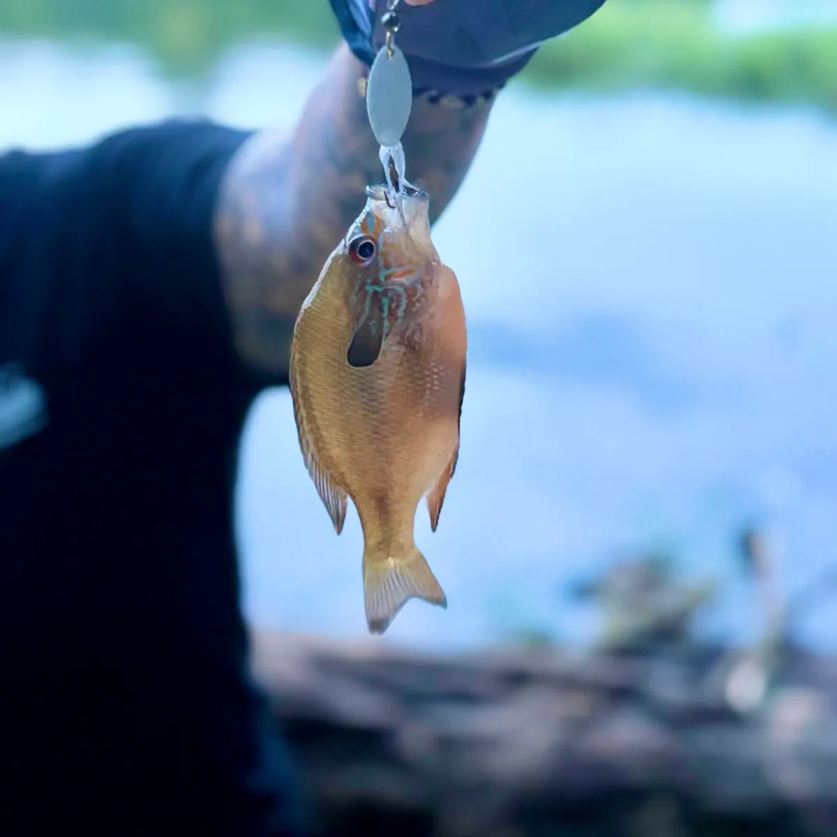 Redbreast sunfish caught on Fishbrain