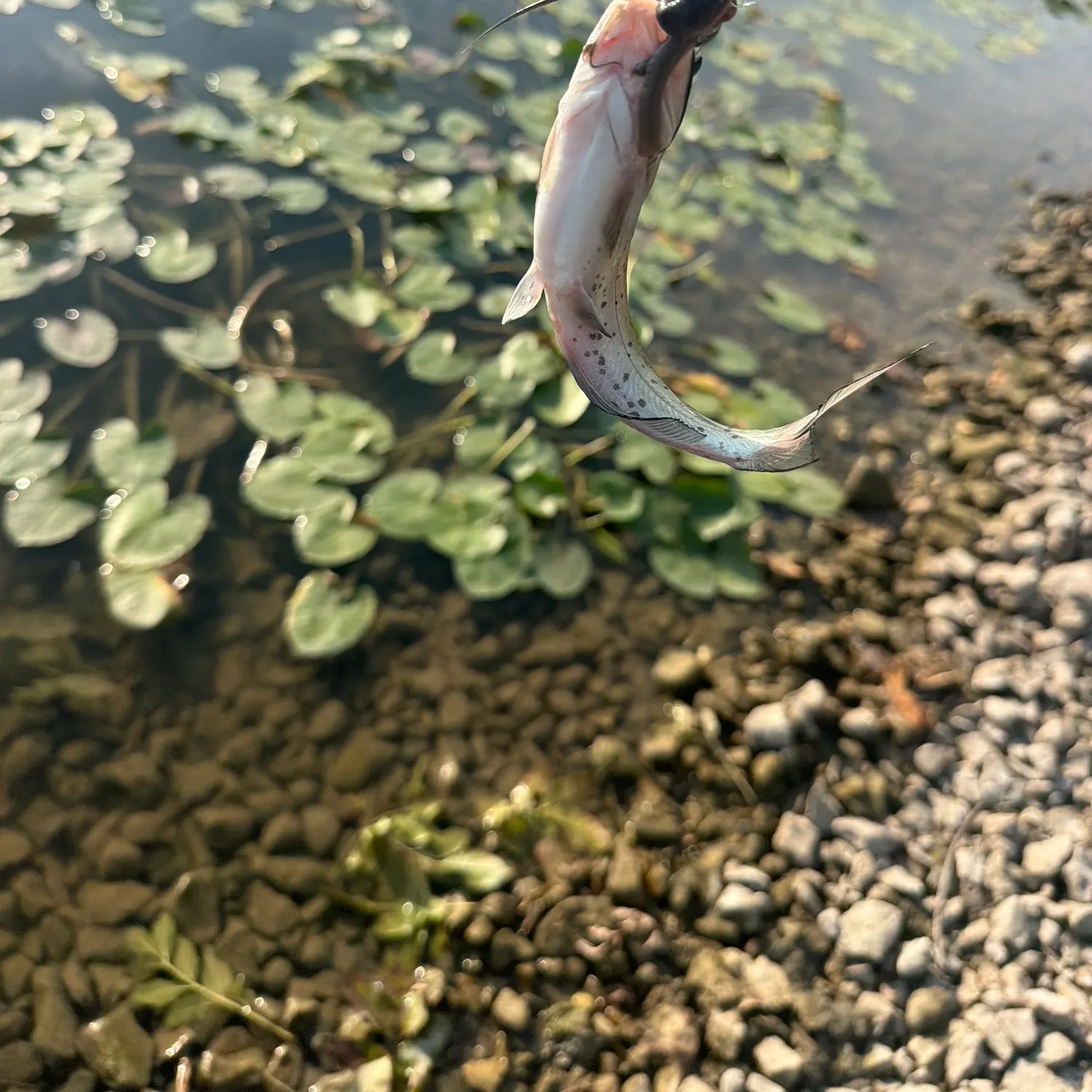 Channel catfish caught on Fishbrain