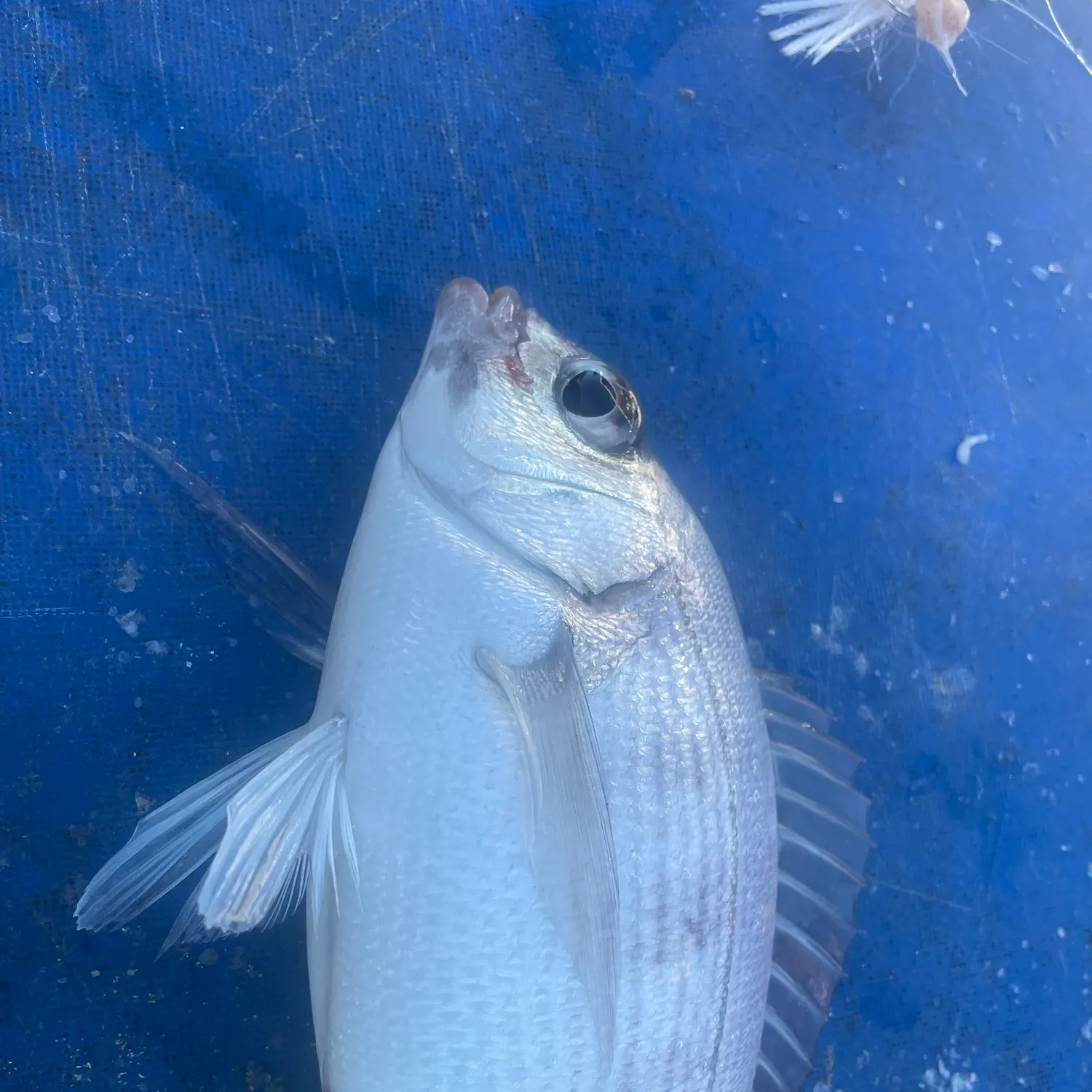 The most recent Black seabream catches on Fishbrain