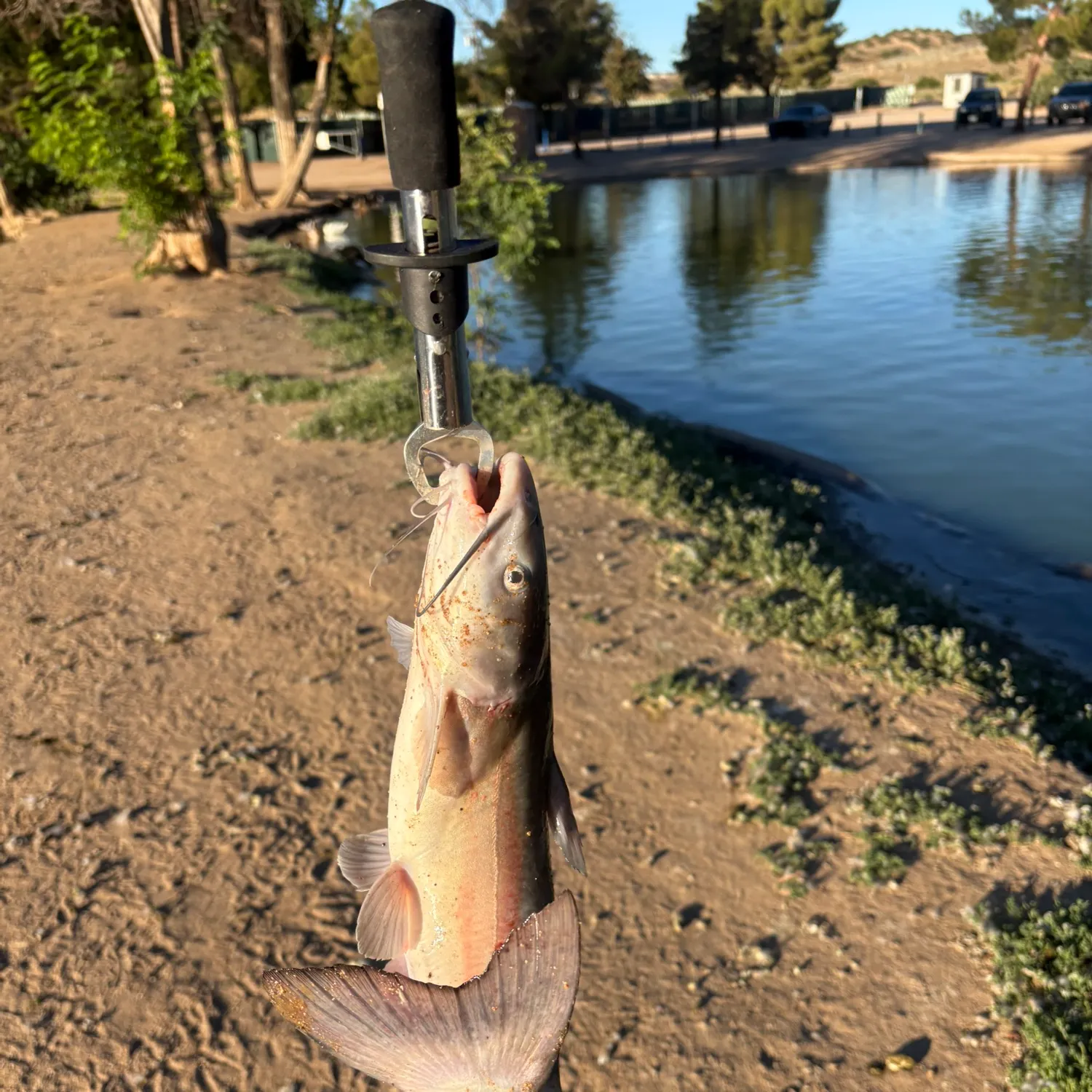 catch