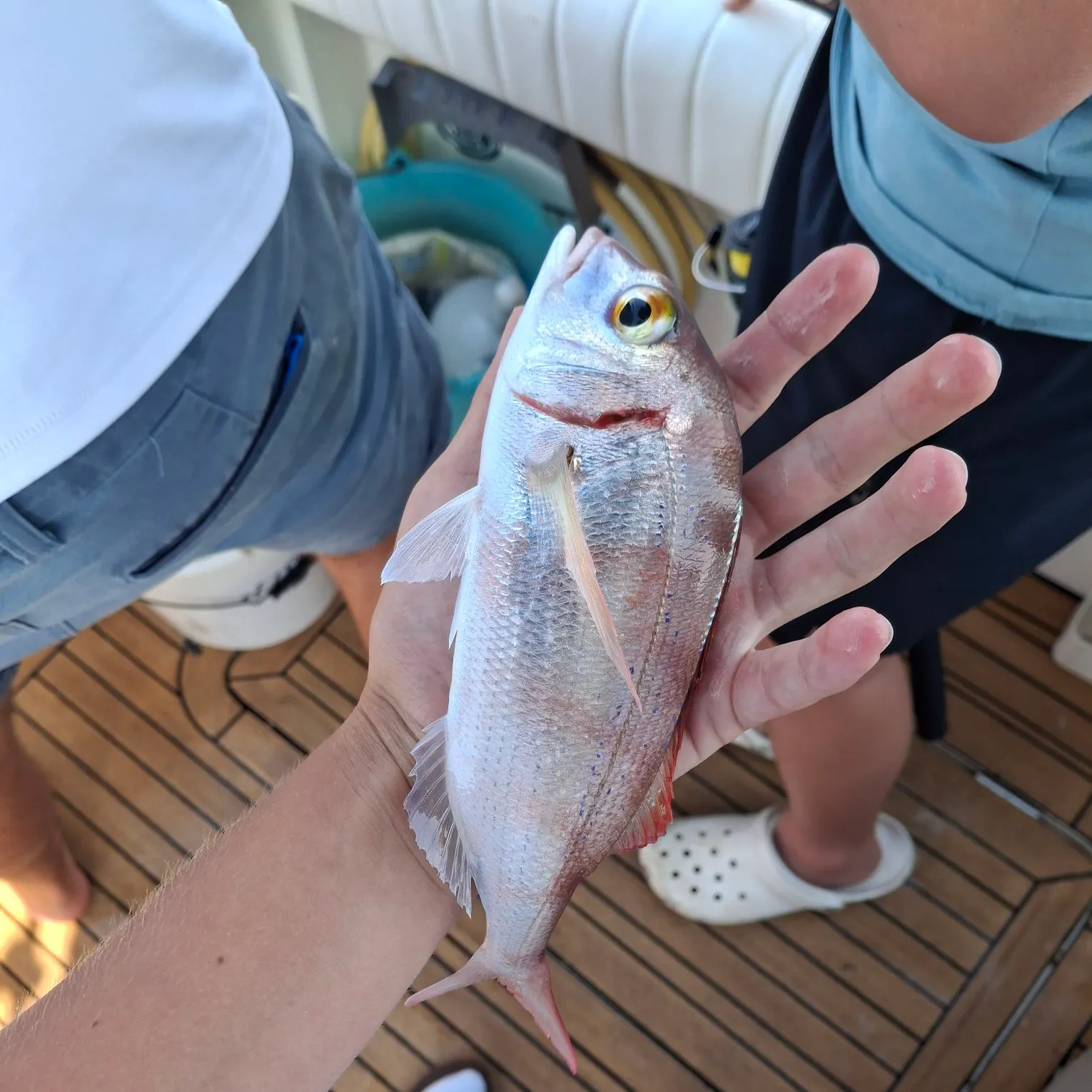 The most recent Red seabream catches on Fishbrain