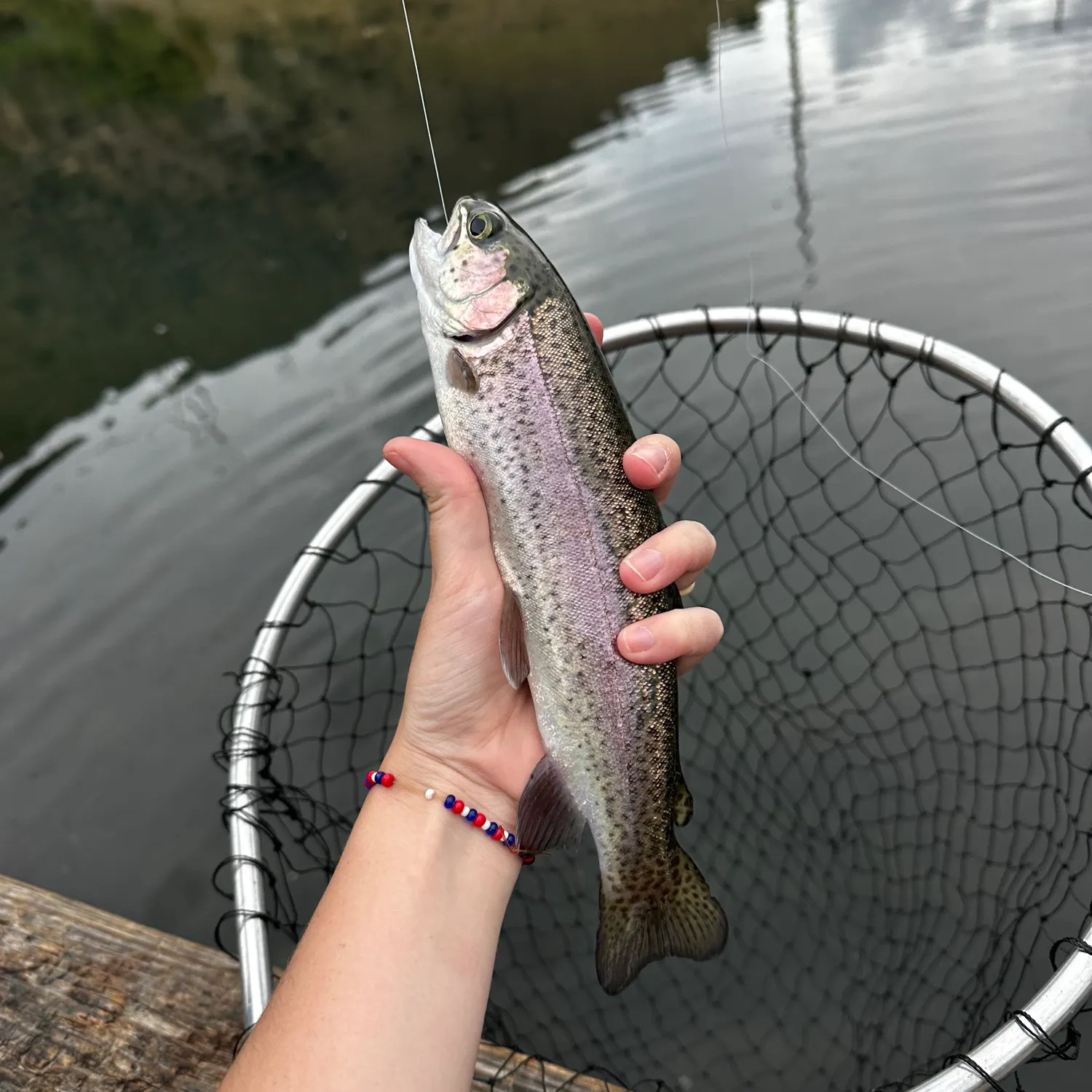 Rainbow trout caught on Fishbrain