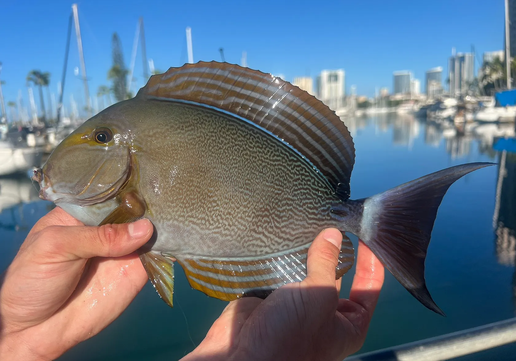 Yellowfin surgeonfish