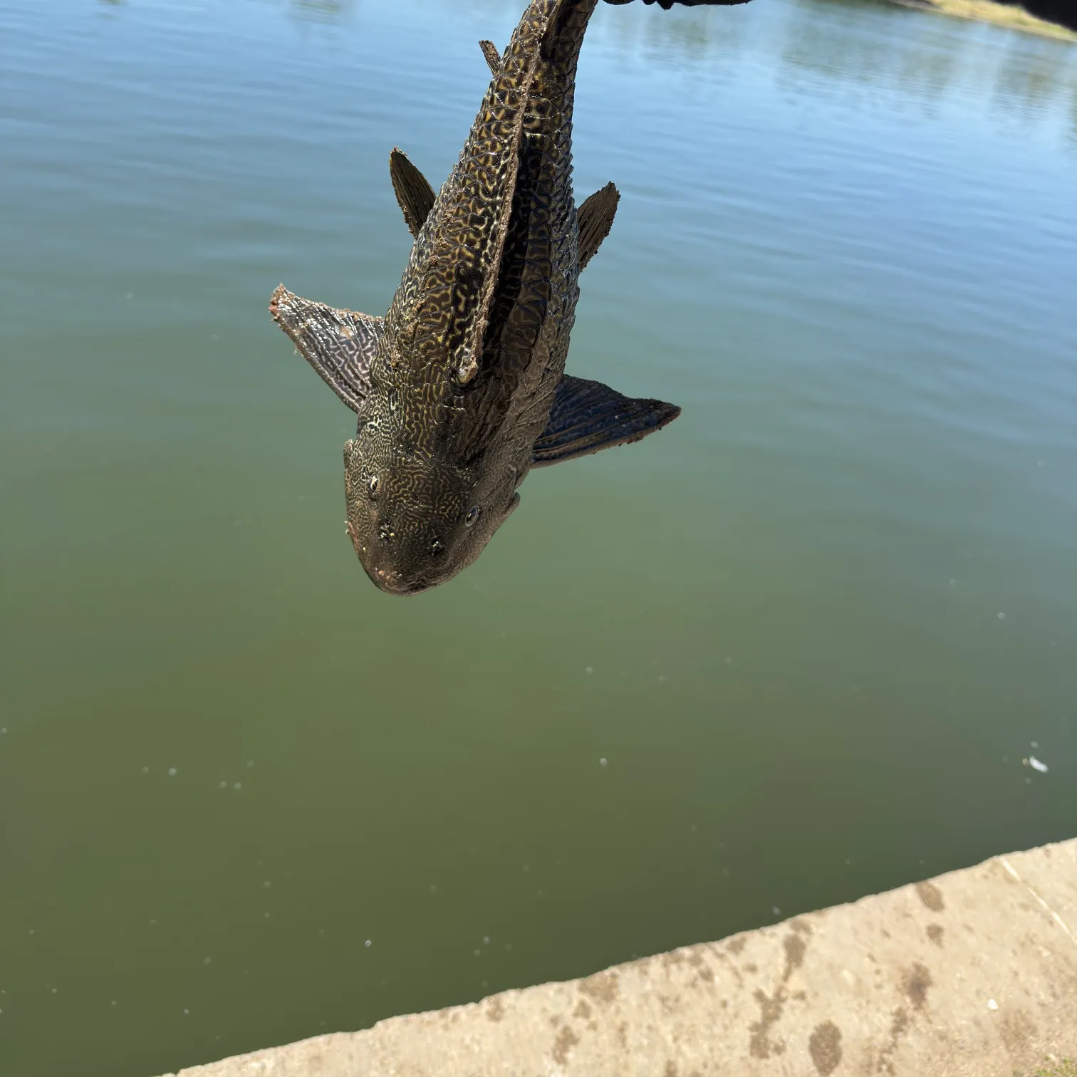The most recent Suckermouth catfish catches on Fishbrain