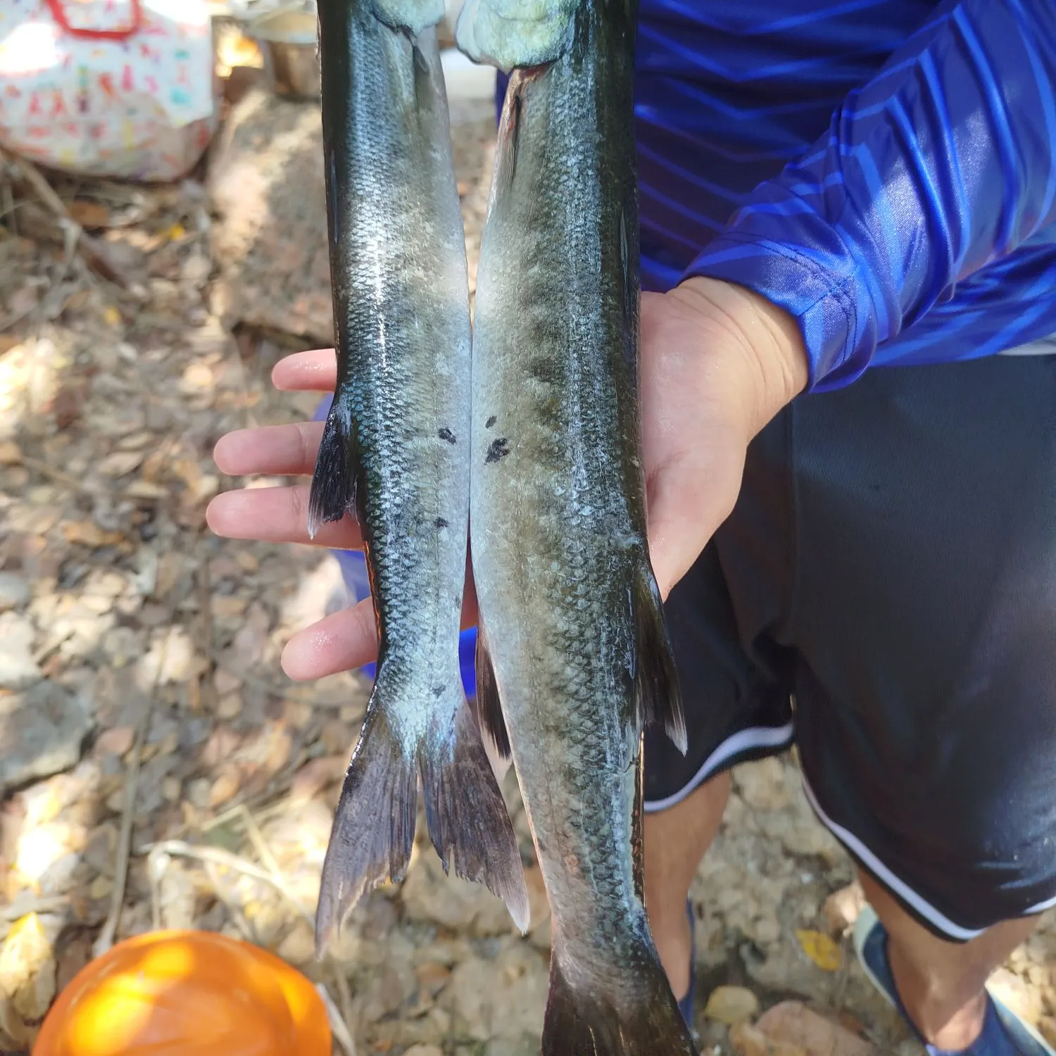 The most recent Great barracuda catches on Fishbrain