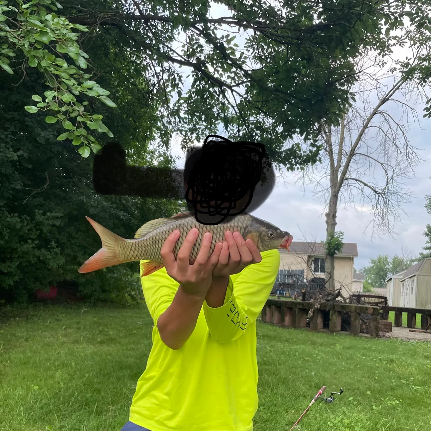 Common carp caught on Fishbrain