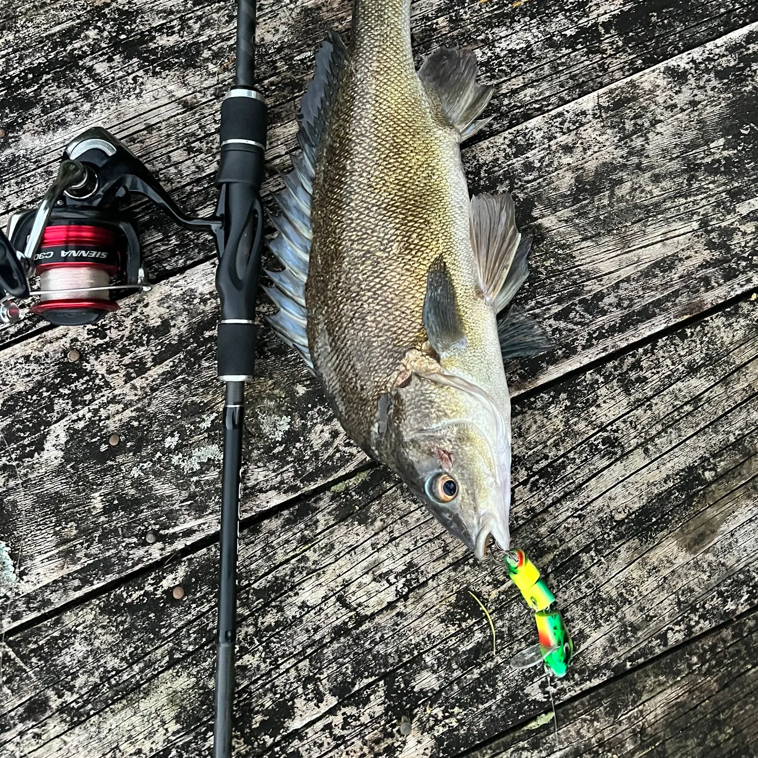 The most recent Bidyan perch catches on Fishbrain