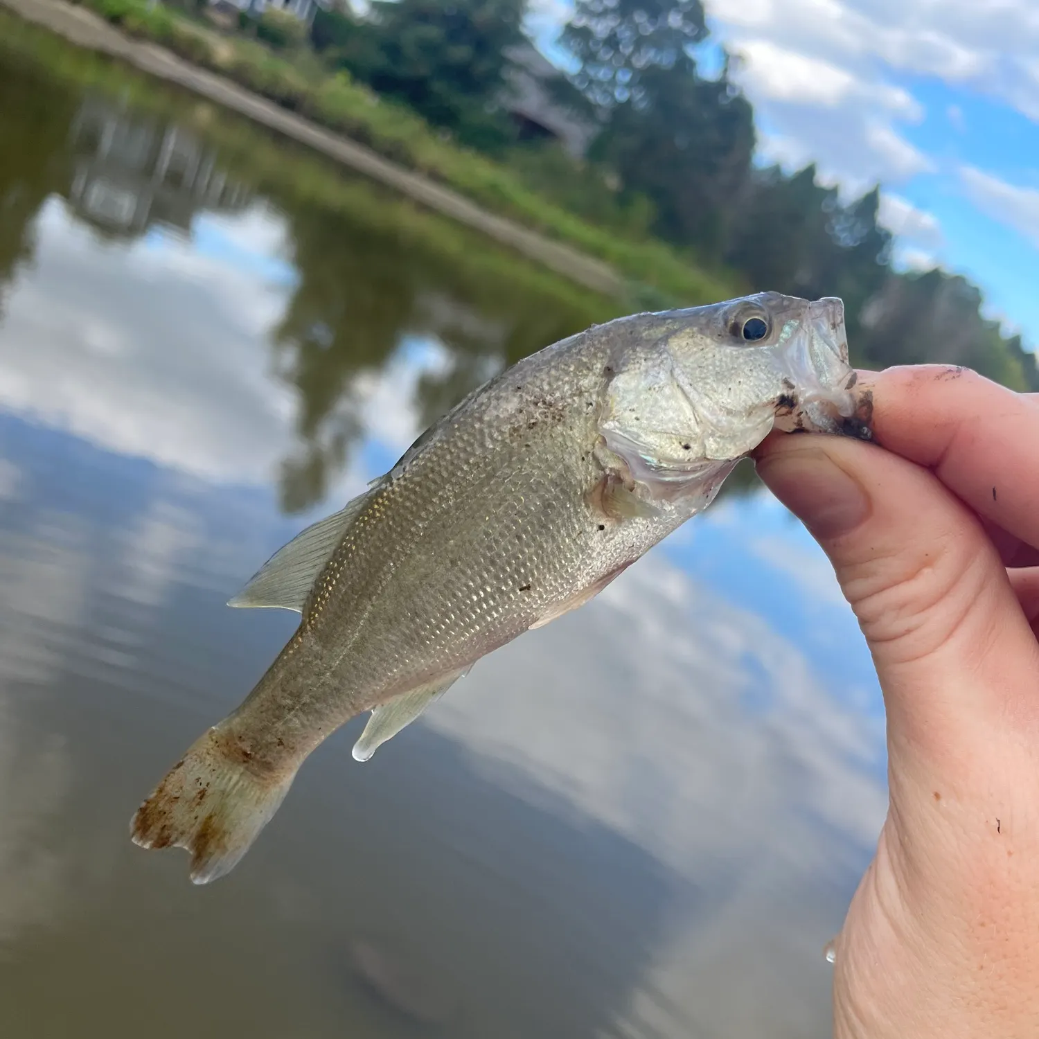 Smallmouth bass caught on Fishbrain