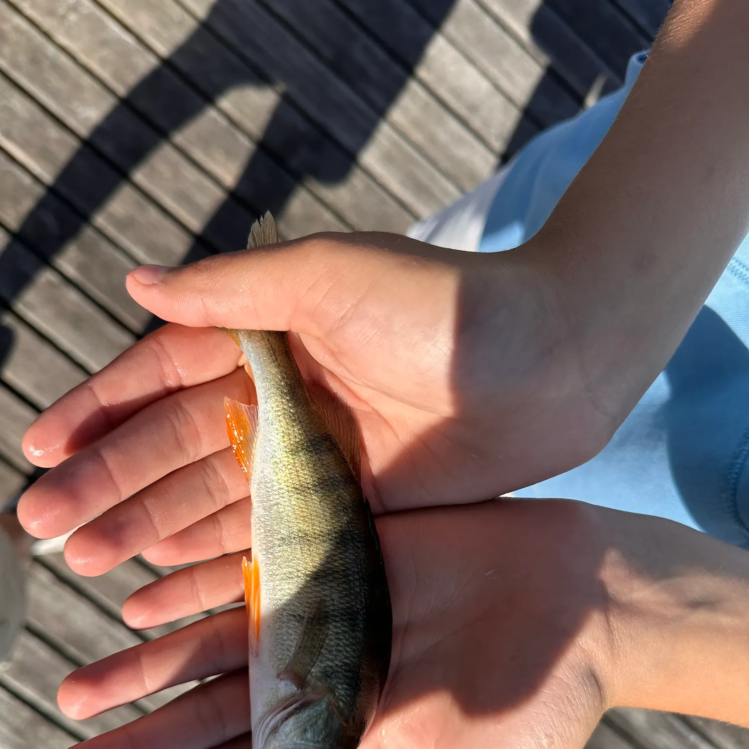 European perch caught on Fishbrain