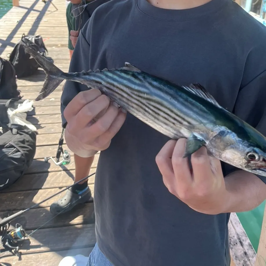 Australian bonito caught on Fishbrain