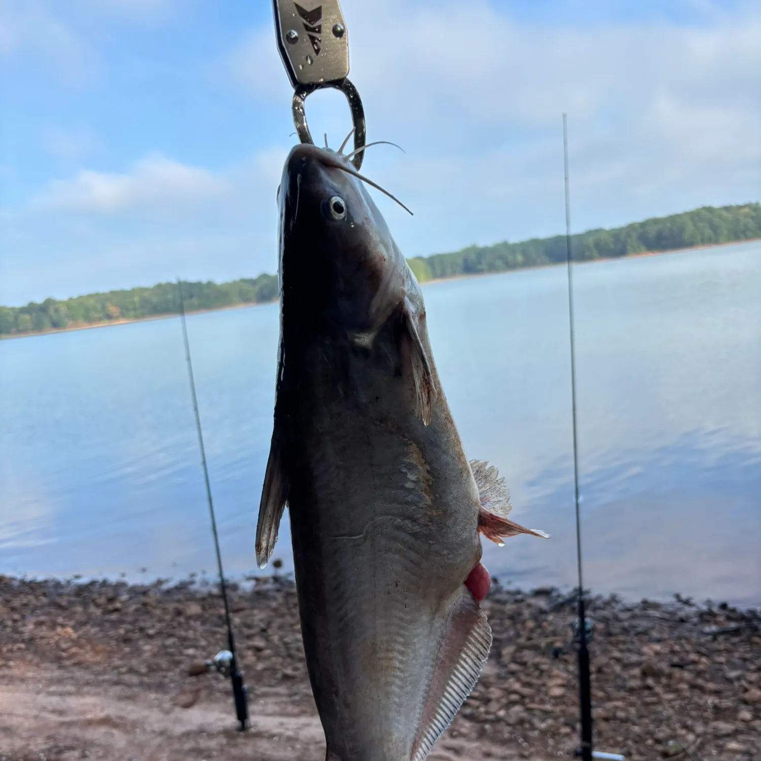 Blue catfish caught on Fishbrain