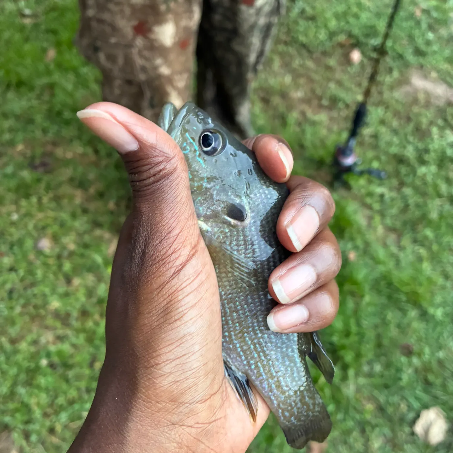 Bluegill caught on Fishbrain
