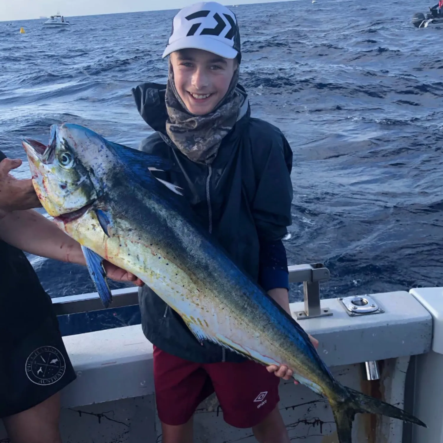 The most recent Common dolphinfish catches on Fishbrain