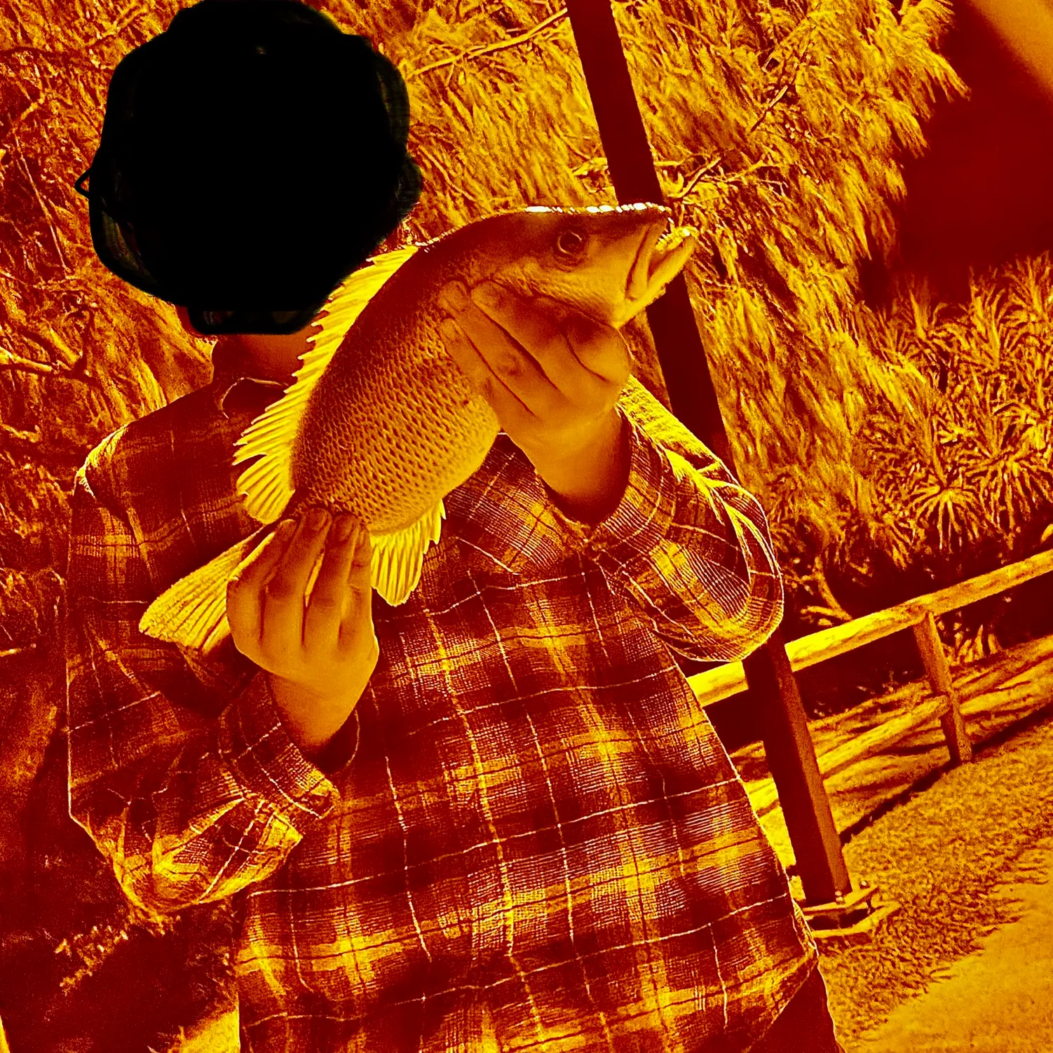 The most recent Mangrove red snapper catches on Fishbrain