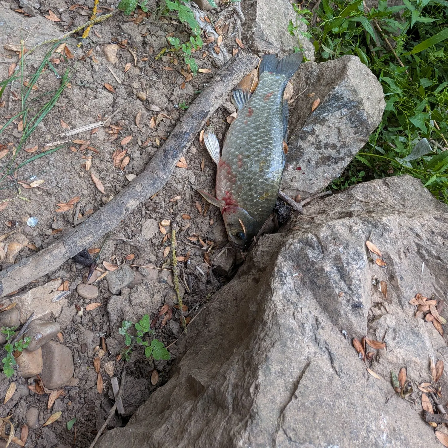 Common carp caught on Fishbrain