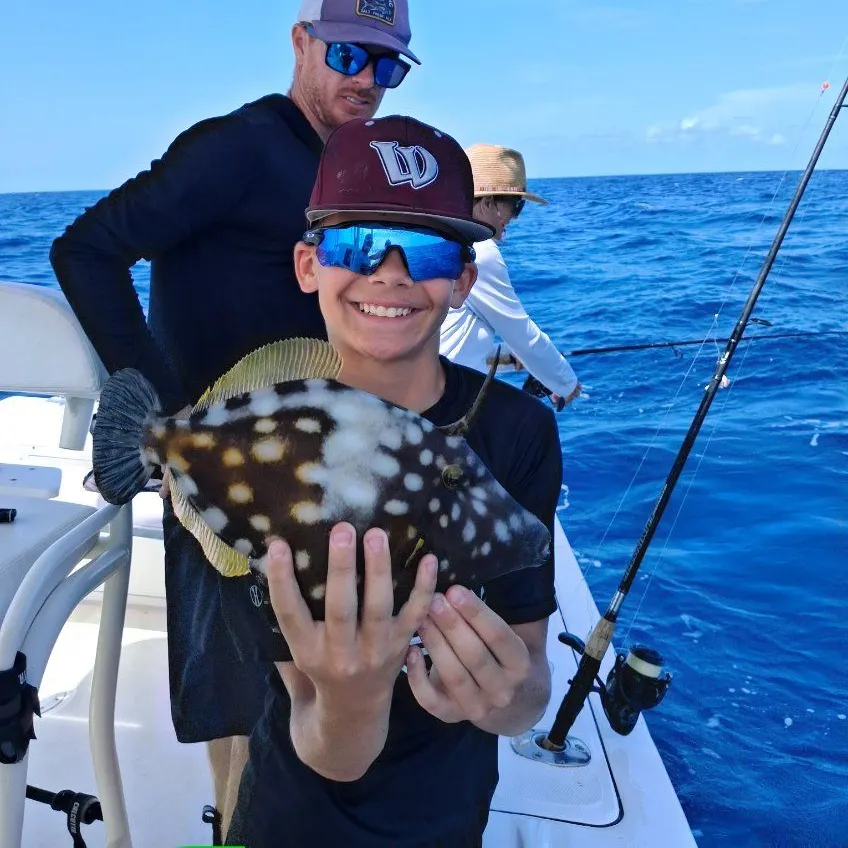 The most recent Whitespotted filefish catches on Fishbrain