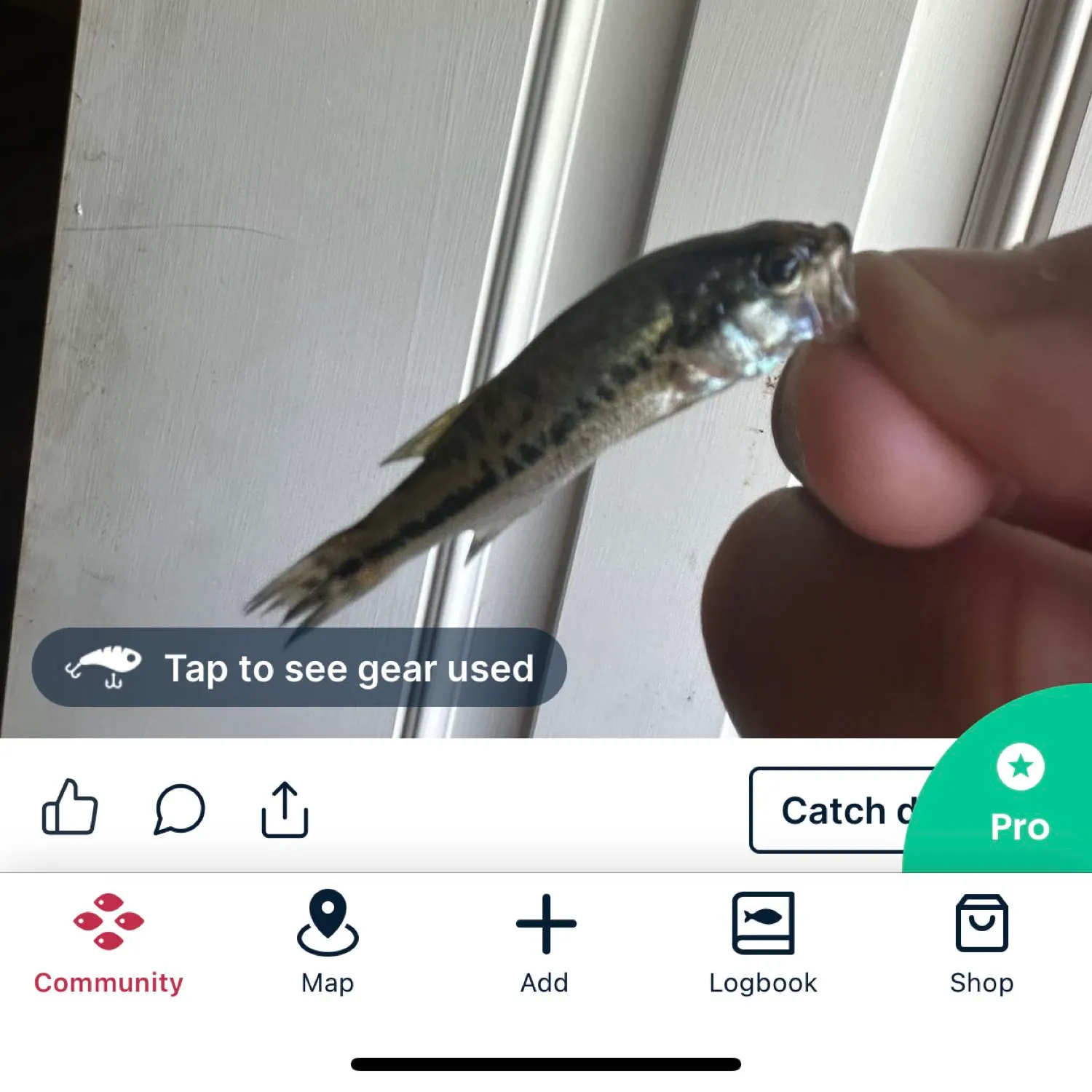 recently logged catches