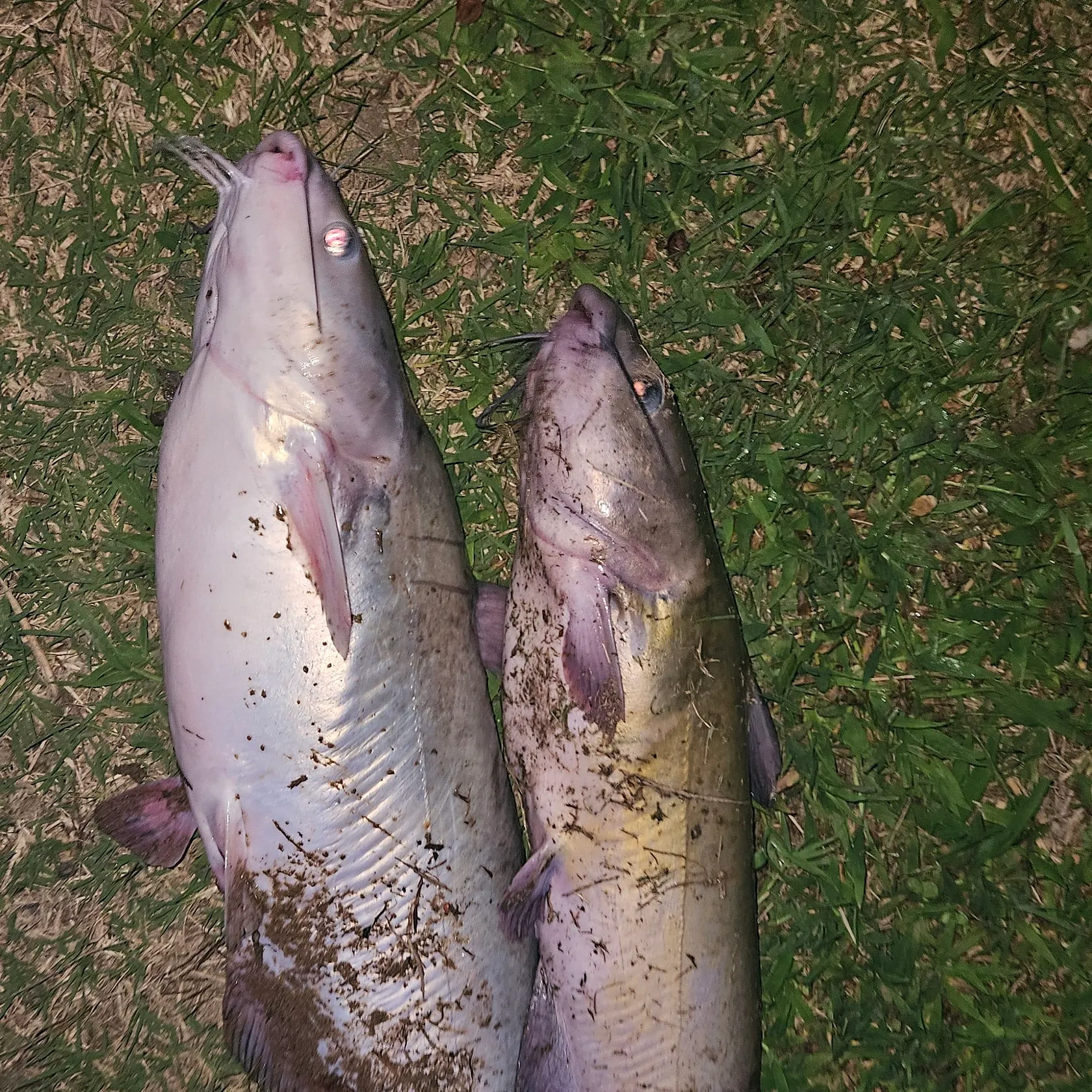 Blue catfish caught on Fishbrain