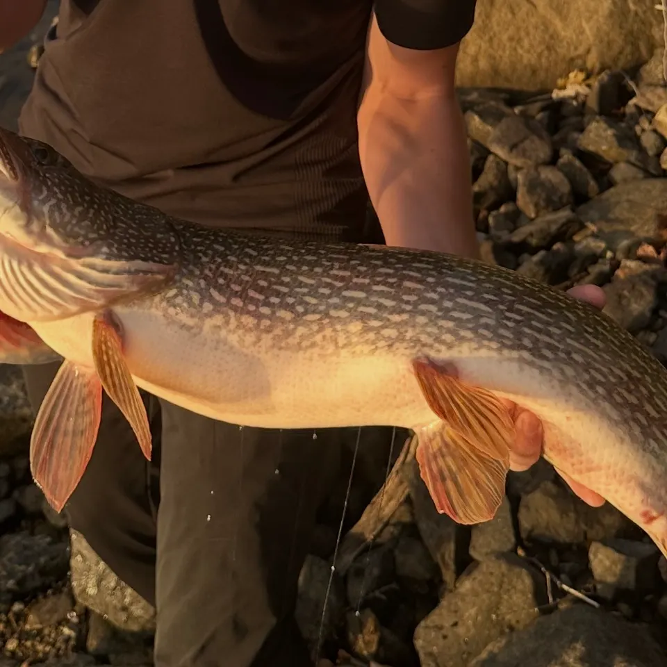Northern pike caught on Fishbrain