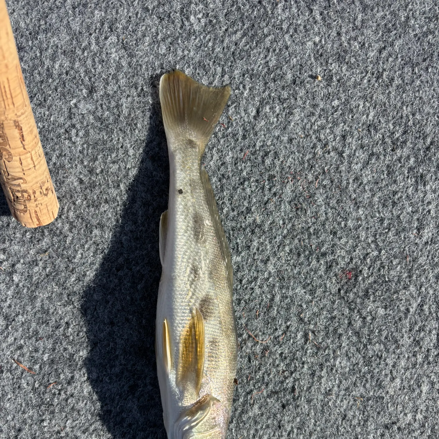 The most recent Whiting catches on Fishbrain