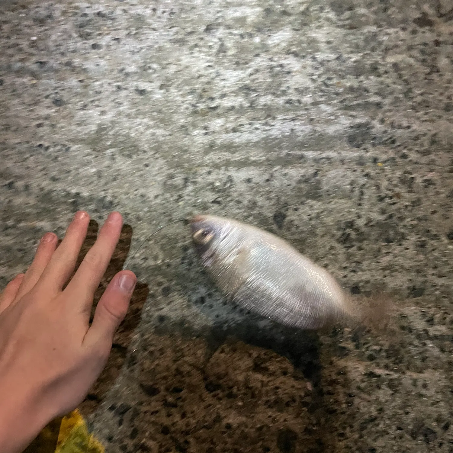 The most recent Red seabream catches on Fishbrain