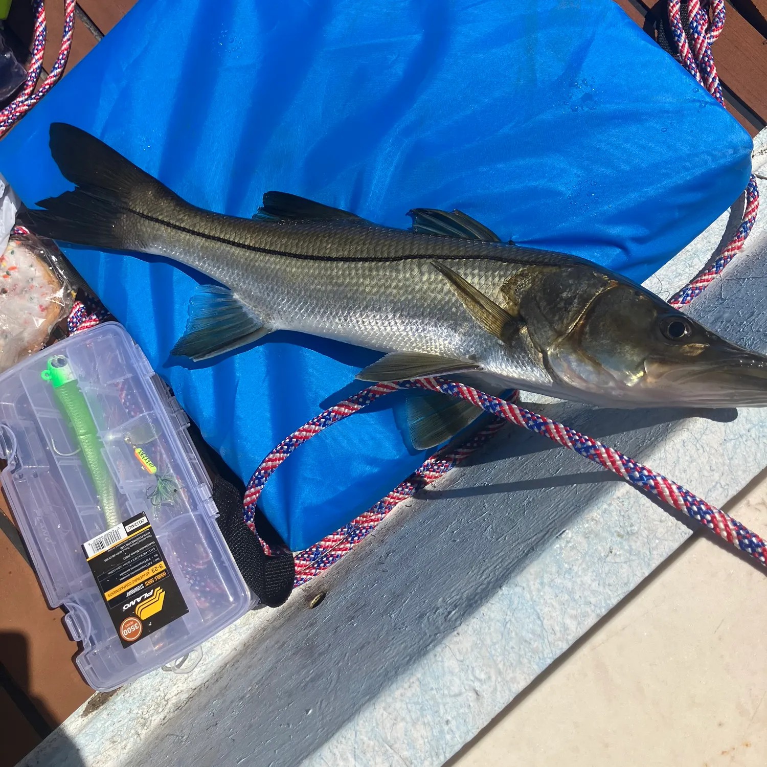 The most recent Common snook catches on Fishbrain